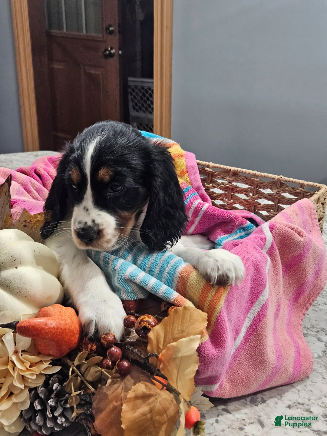 English Springer Spaniel dogs for sale: English Springer Spaniel 3 - Ad 1