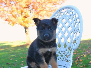 German Shepherd dogs Raven - Ad 29