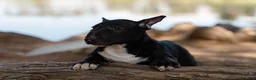 Bull Terrier dogs for sale: Bull Terrier 1 - Ad 2