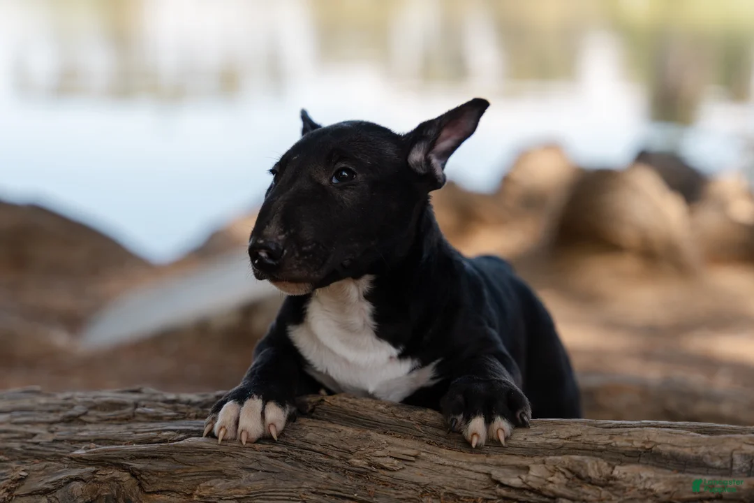 Bull Terrier dogs for sale: Bull Terrier 1 - Ad 2