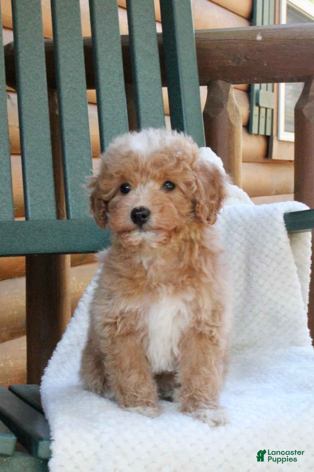 Mini Goldendoodle dogs for sale: Sugar - Ad 3