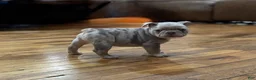 French Bulldog dogs for sale: PorkChop - Ad 6