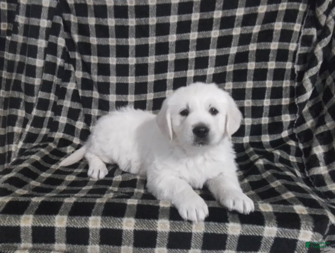 Golden Retriever dogs for sale: Golden Retriever Puppy 1 - Ad 1