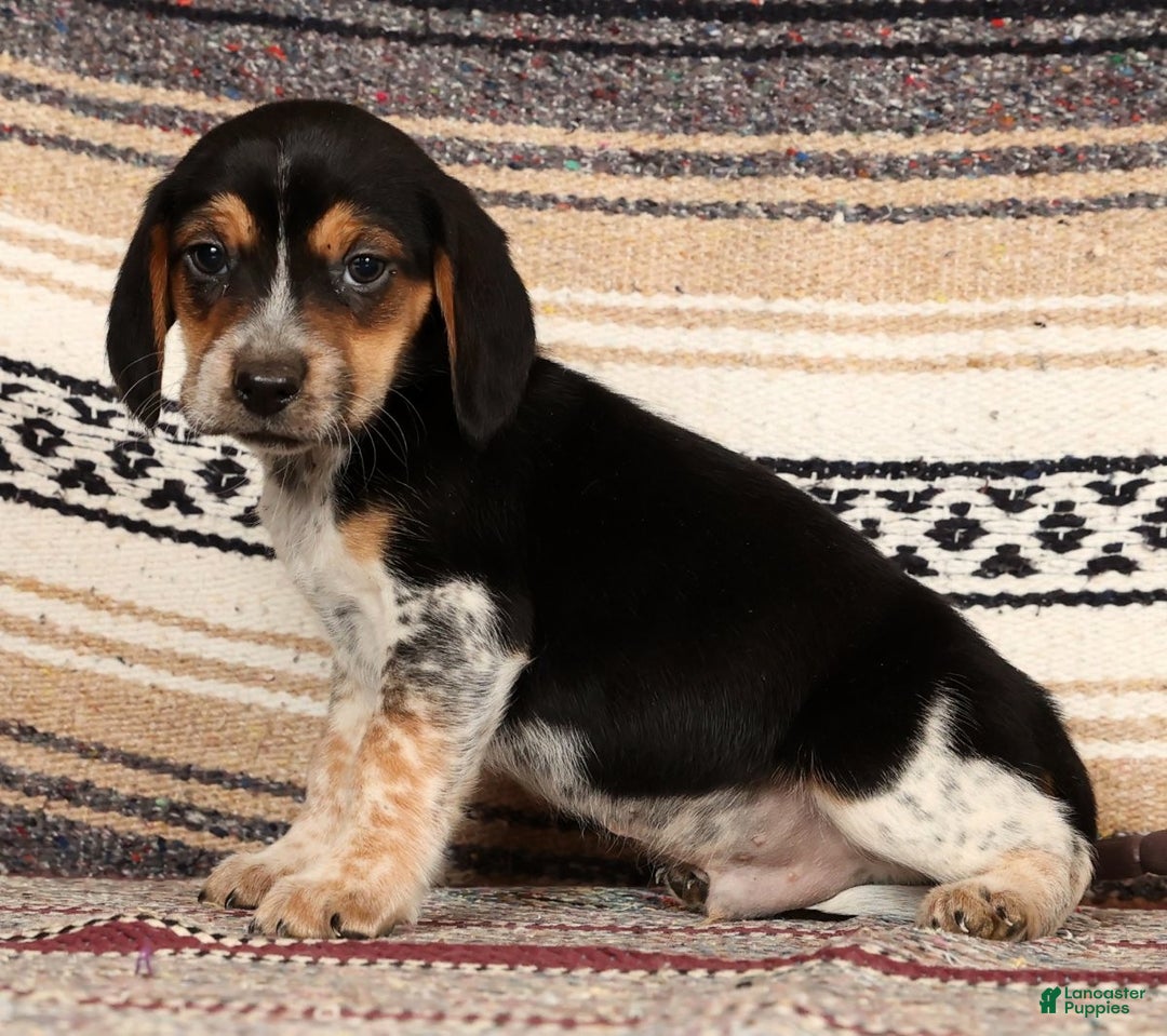 Beagle dogs for sale: Donald - Ad 2