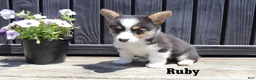 Welsh Corgi Pembroke dogs for sale: Ruby - Ad 3