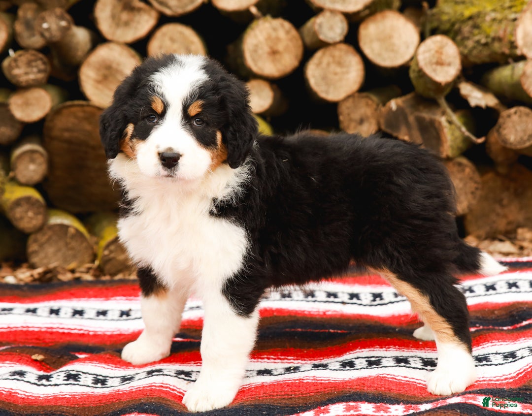 Aussiedoodle dogs for sale: Rose Standard - Ad 9