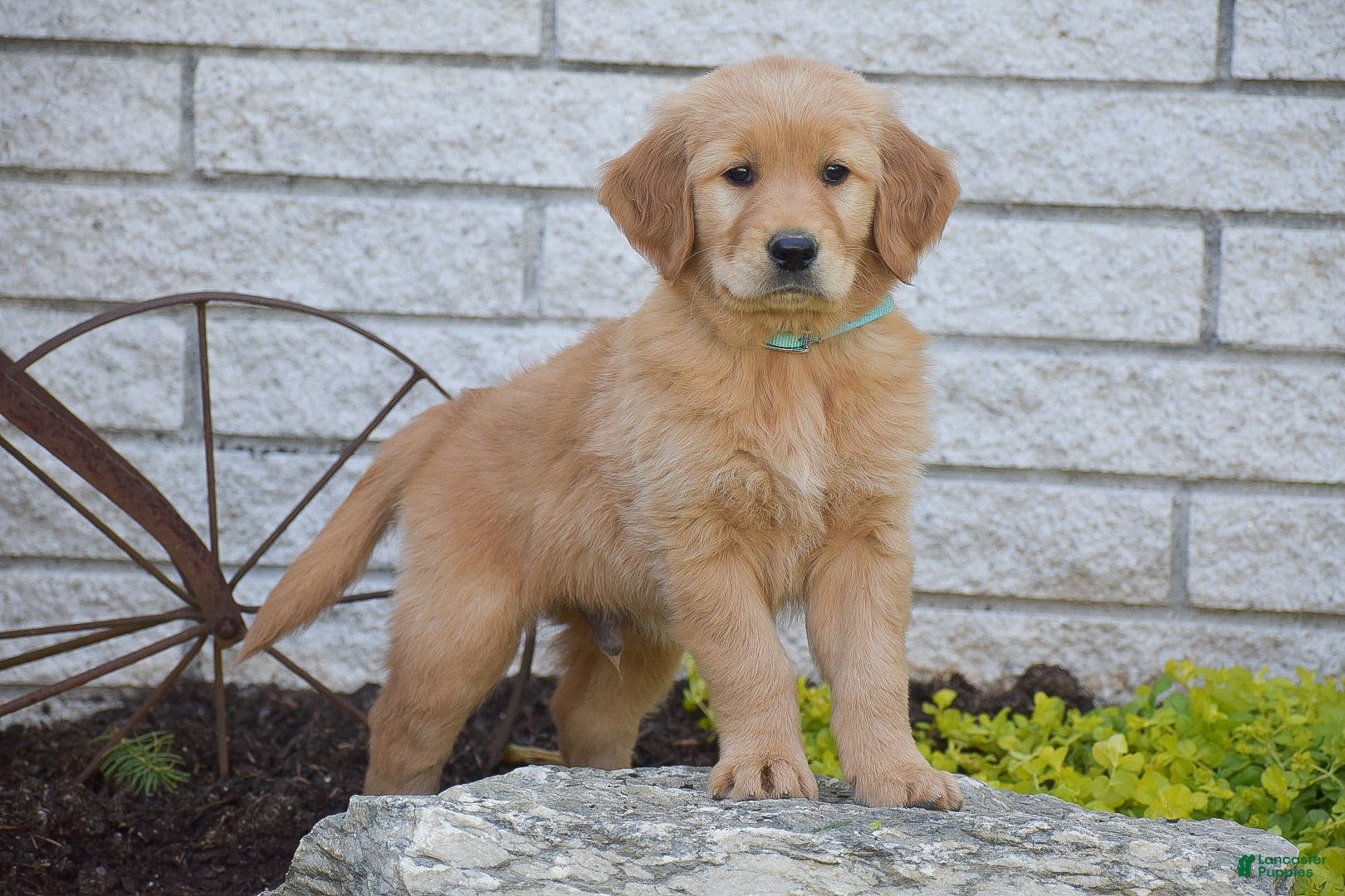 Golden Retriever dogs Alan - Ad 1