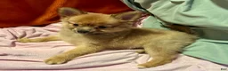 Mixed Breed dogs for sale: Honeybear - Ad 7