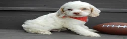 Cockapoo dogs for sale: Lucky - Ad 3