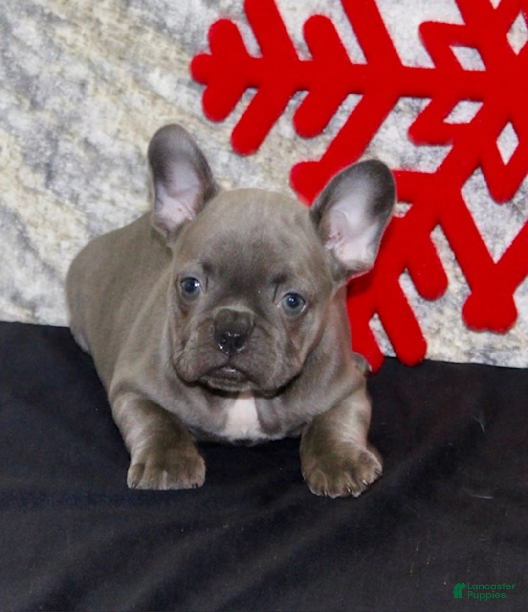 French Bulldog dogs for sale: Dixie - Ad 6