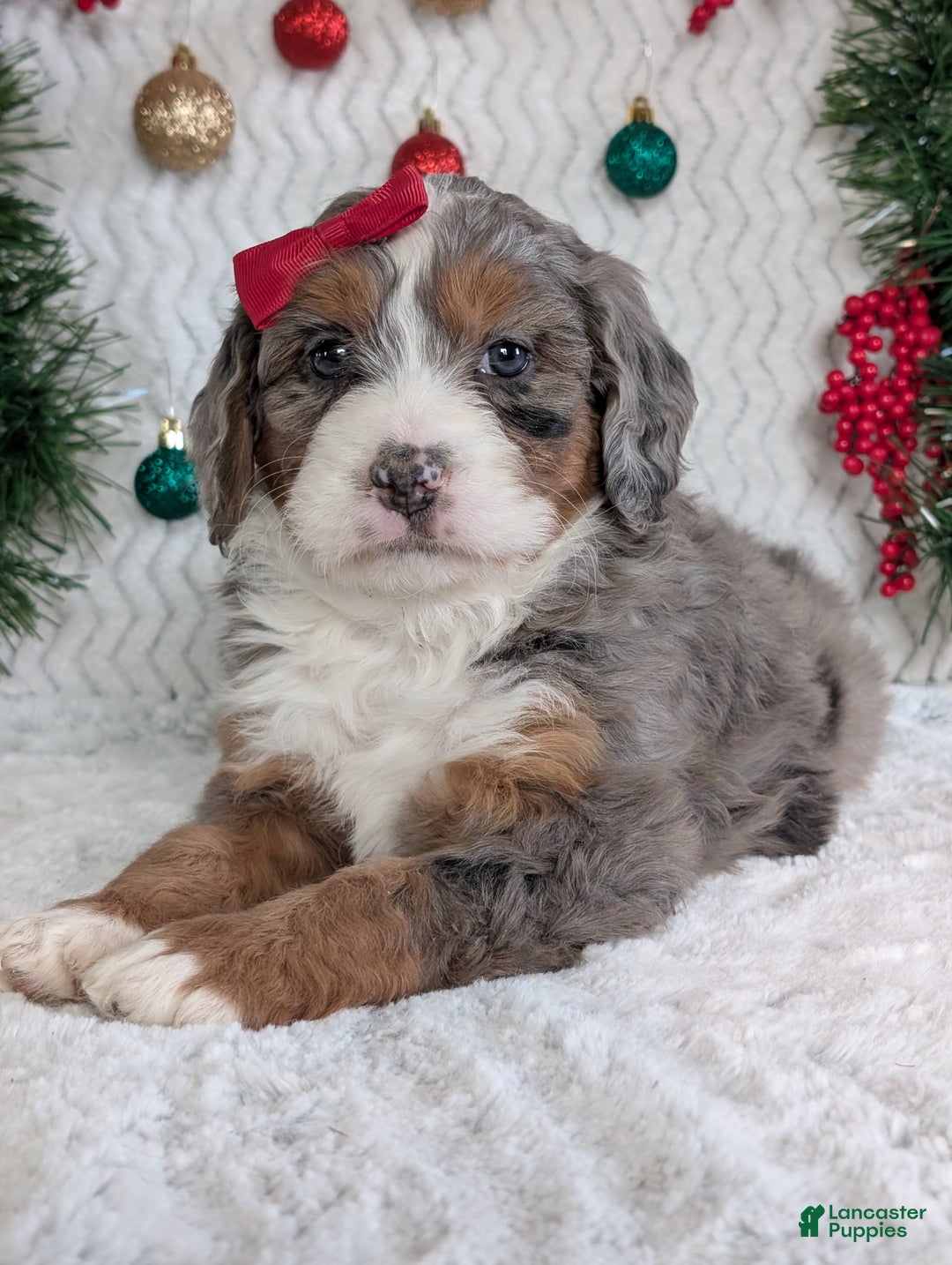 Mini Bernedoodle dogs for sale: Mini Darcy  - Ad 15