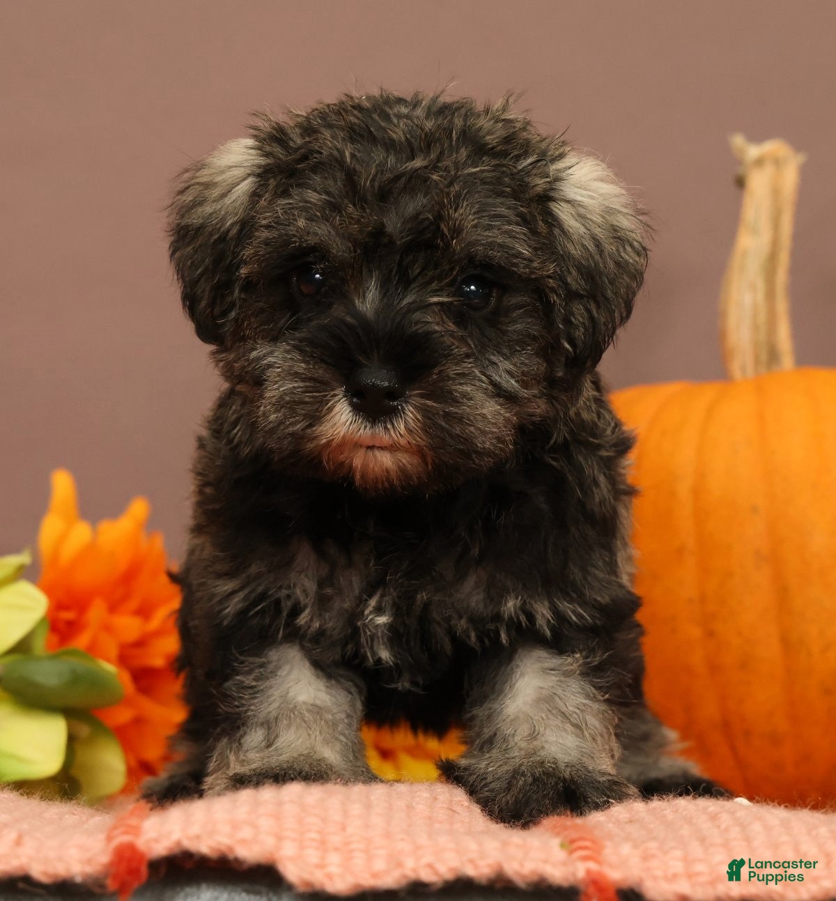 Miniature Schnauzer dogs Abilene - Ad 2