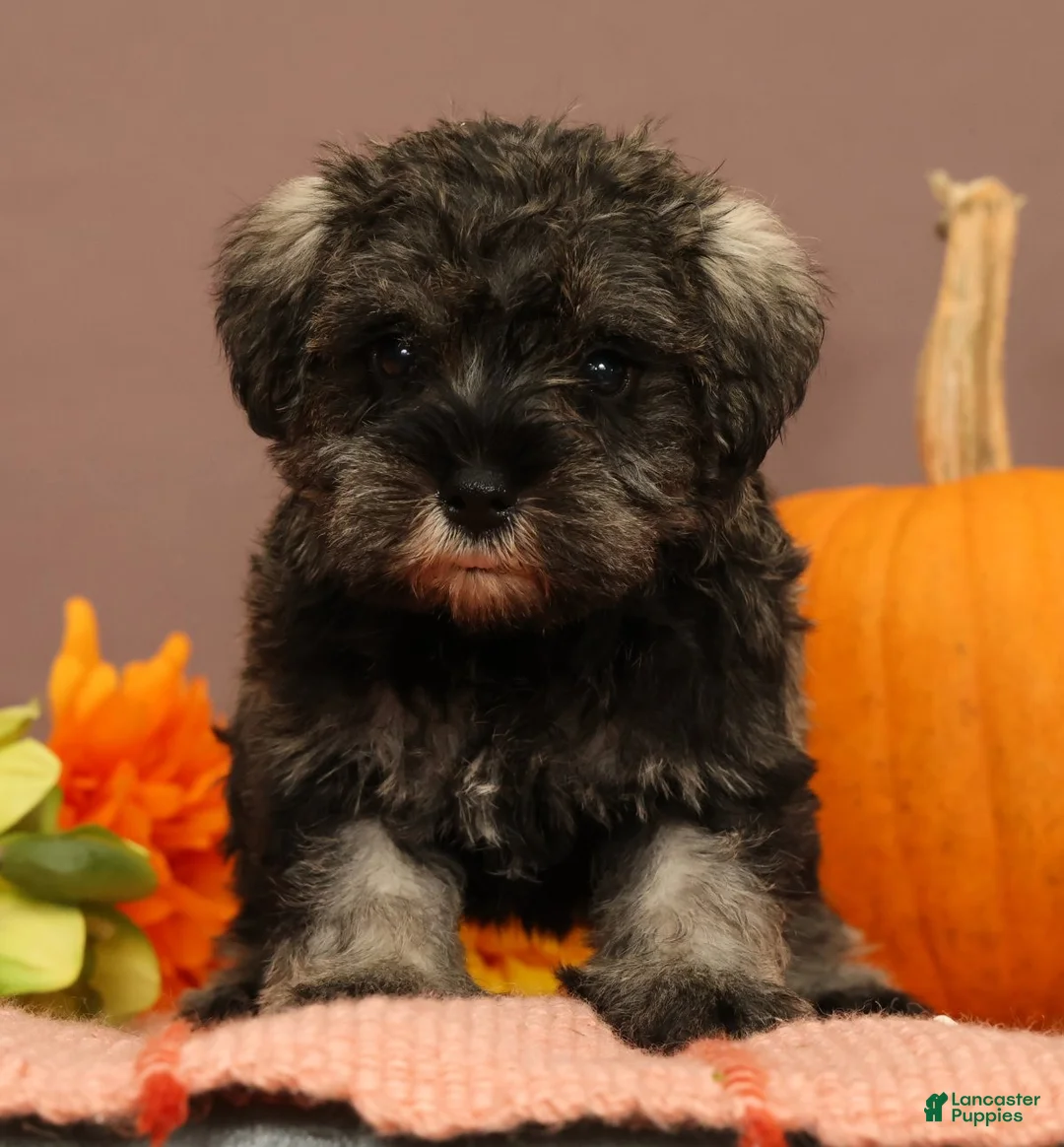 Miniature Schnauzer dogs for sale: Abilene - Ad 2