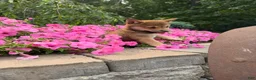 Shiba Inu dogs for sale: Shiba Inu 1 - Ad 4