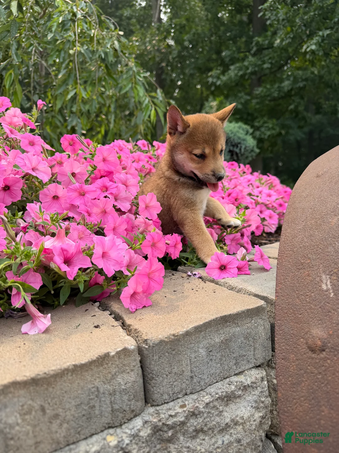 Shiba Inu dogs for sale: Shiba Inu 1 - Ad 4