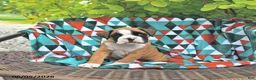 Boxer dogs for sale: Tanner - Ad 4