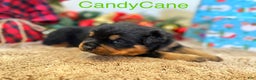 Rottweiler dogs for sale: CandyCane - Ad 3