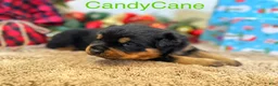 Rottweiler dogs for sale: CandyCane - Ad 6