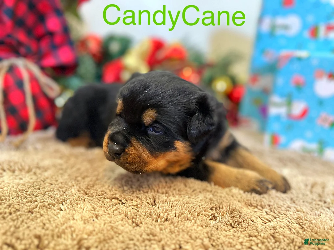 Rottweiler dogs for sale: CandyCane - Ad 6