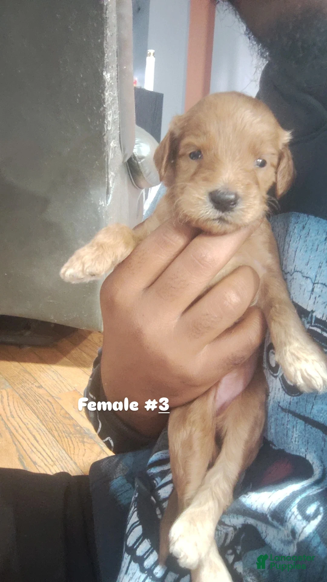 Goldendoodle dogs Goldendoodle 6 - Ad 21