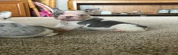 French Bulldog dogs for sale: French Bulldog 1 Henry - Ad 3