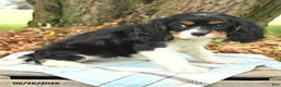Cavalier King Charles Spaniel dogs for sale: Kira - Ad 4