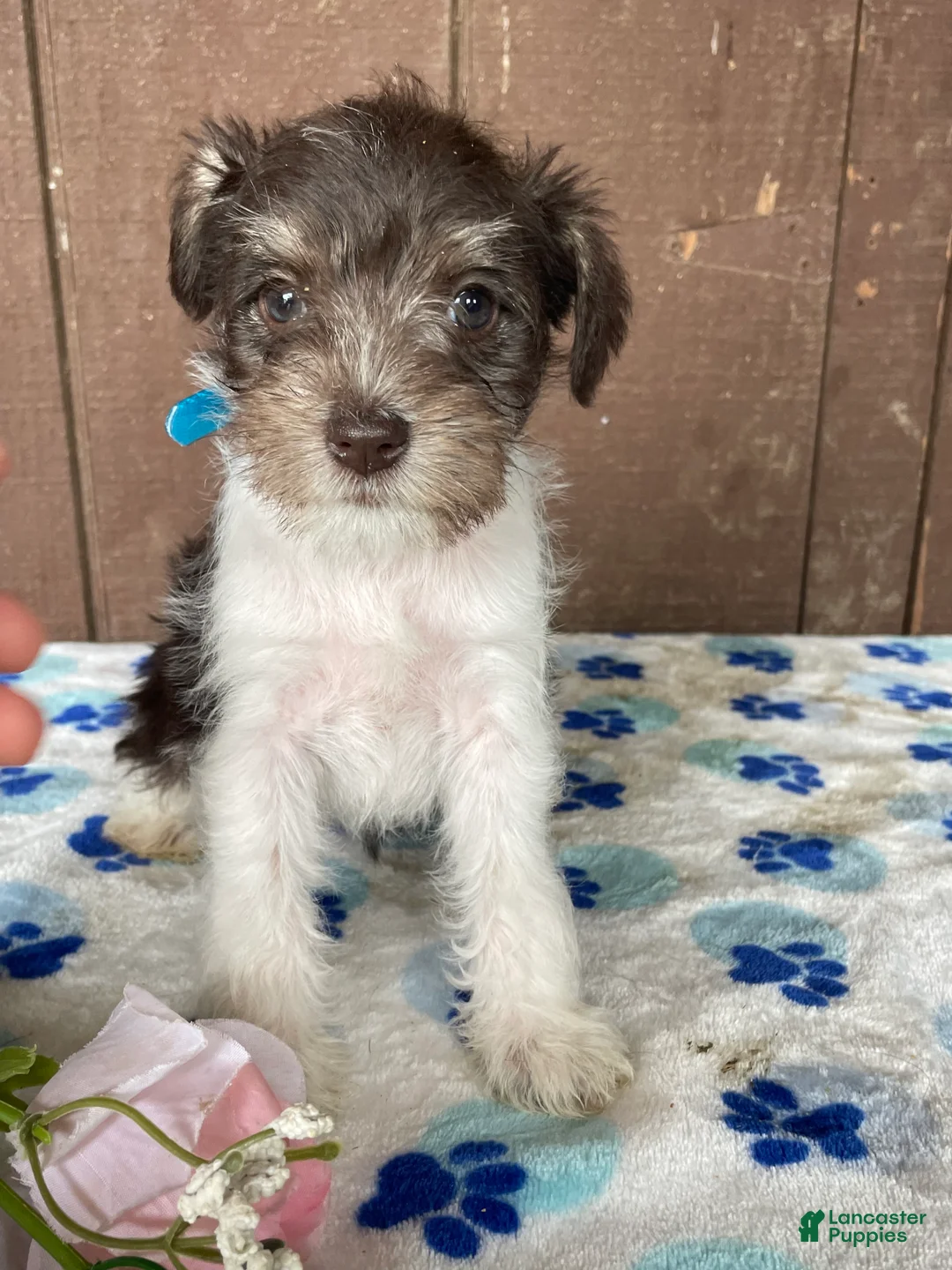 Miniature Schnauzer dogs for sale: Millie - Ad 1