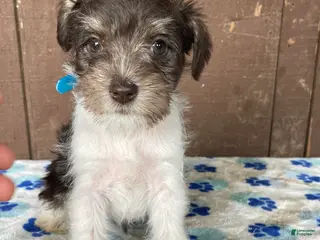 Miniature Schnauzer dogs Millie - Ad 37