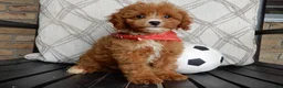 Cavapoo dogs for sale: Bud - Ad 1