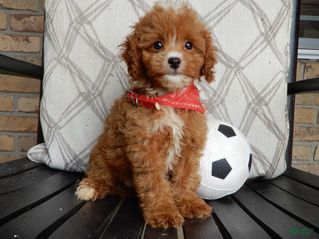 Cavapoo dogs for sale: Bud - Ad 1