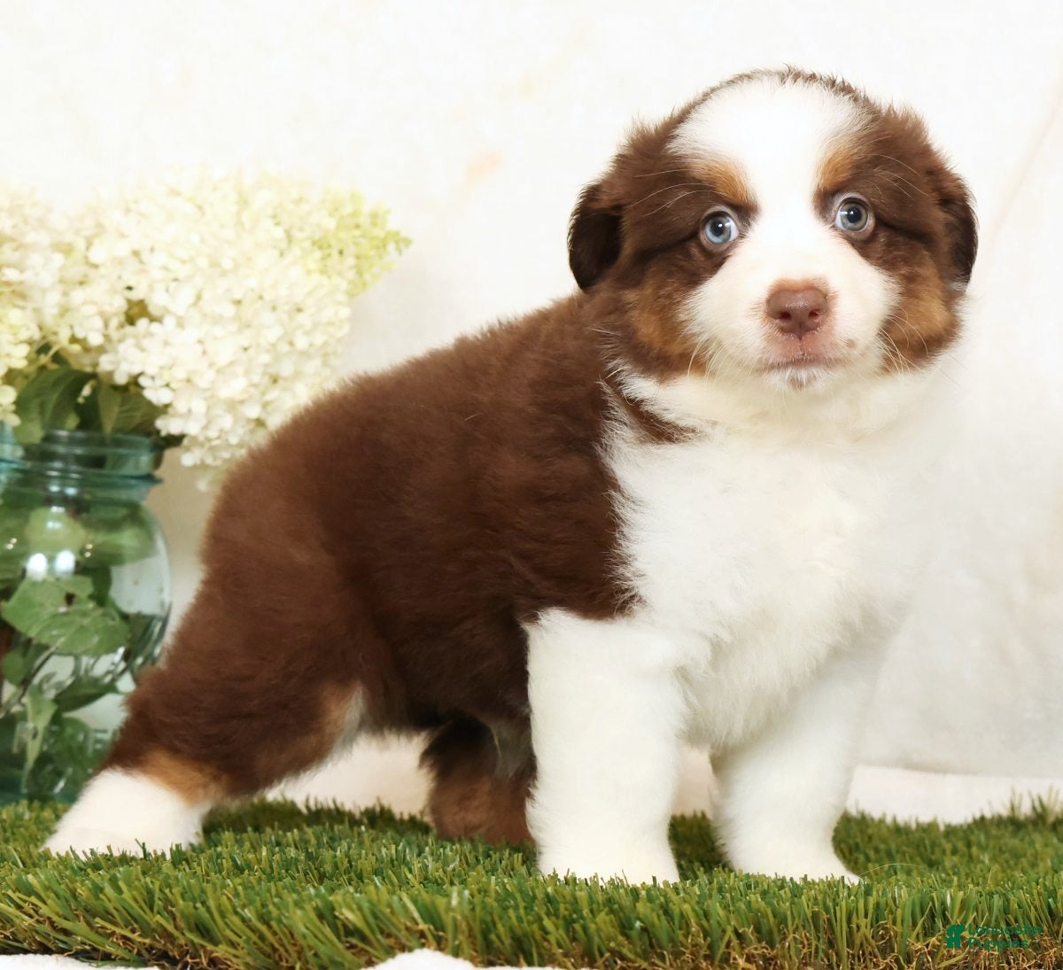 Miniature Australian Shepherd dogs Pepper - Ad 2