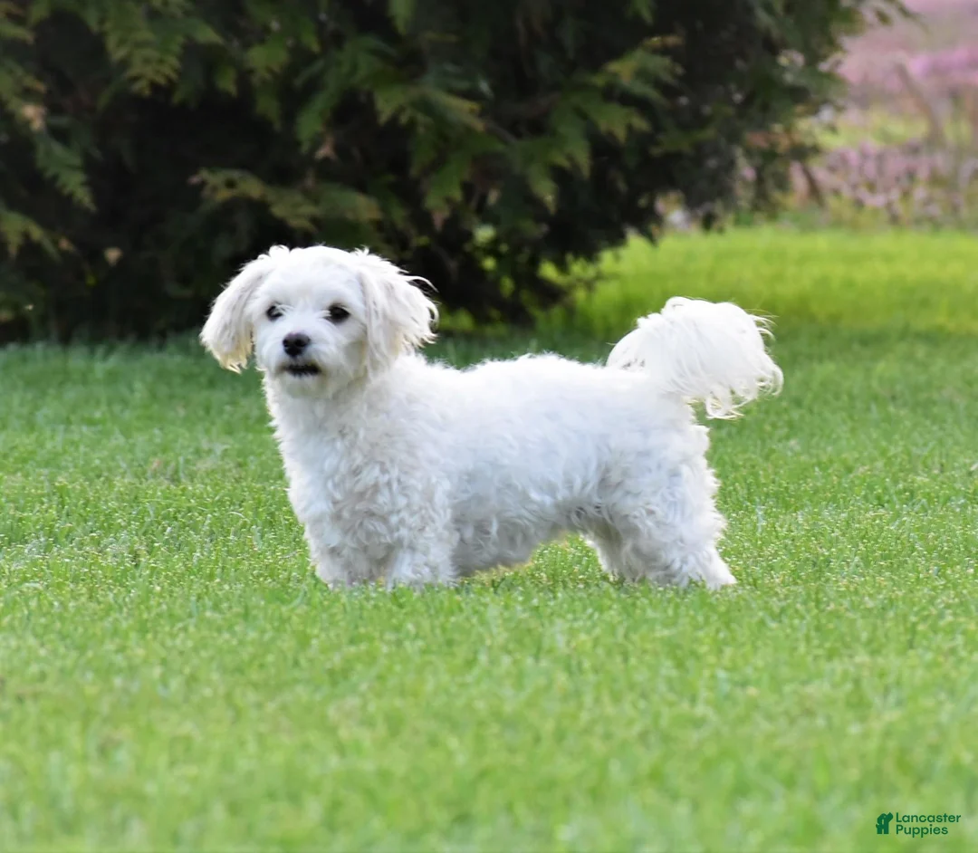 Maltese dogs for sale: Koda - Ad 9