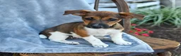Jack Russell Terrier dogs for sale: Noelle - Ad 1