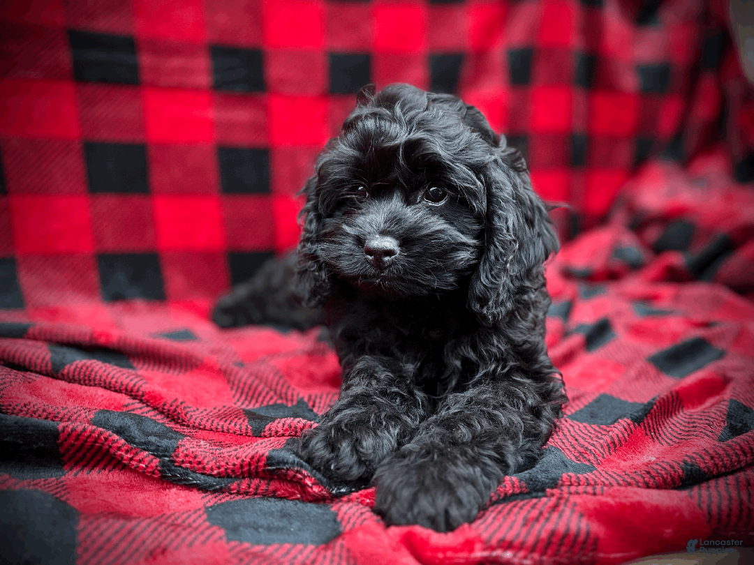 Cockapoo dogs for sale: Cider - Ad 3