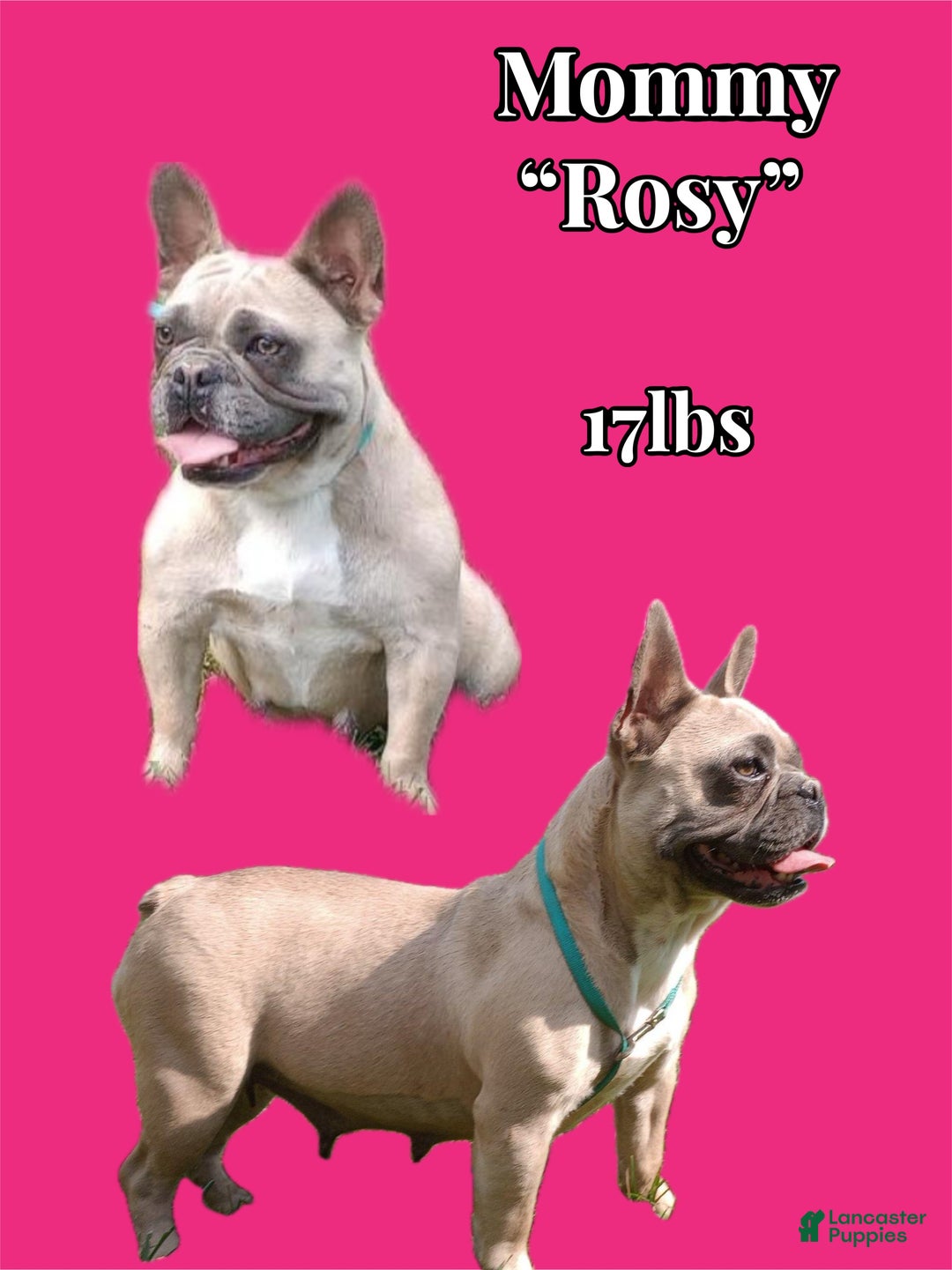 French Bulldog dogs for sale: Charlotte - Ad 7