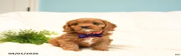 Cavapoo dogs for sale: Tulip - Ad 2