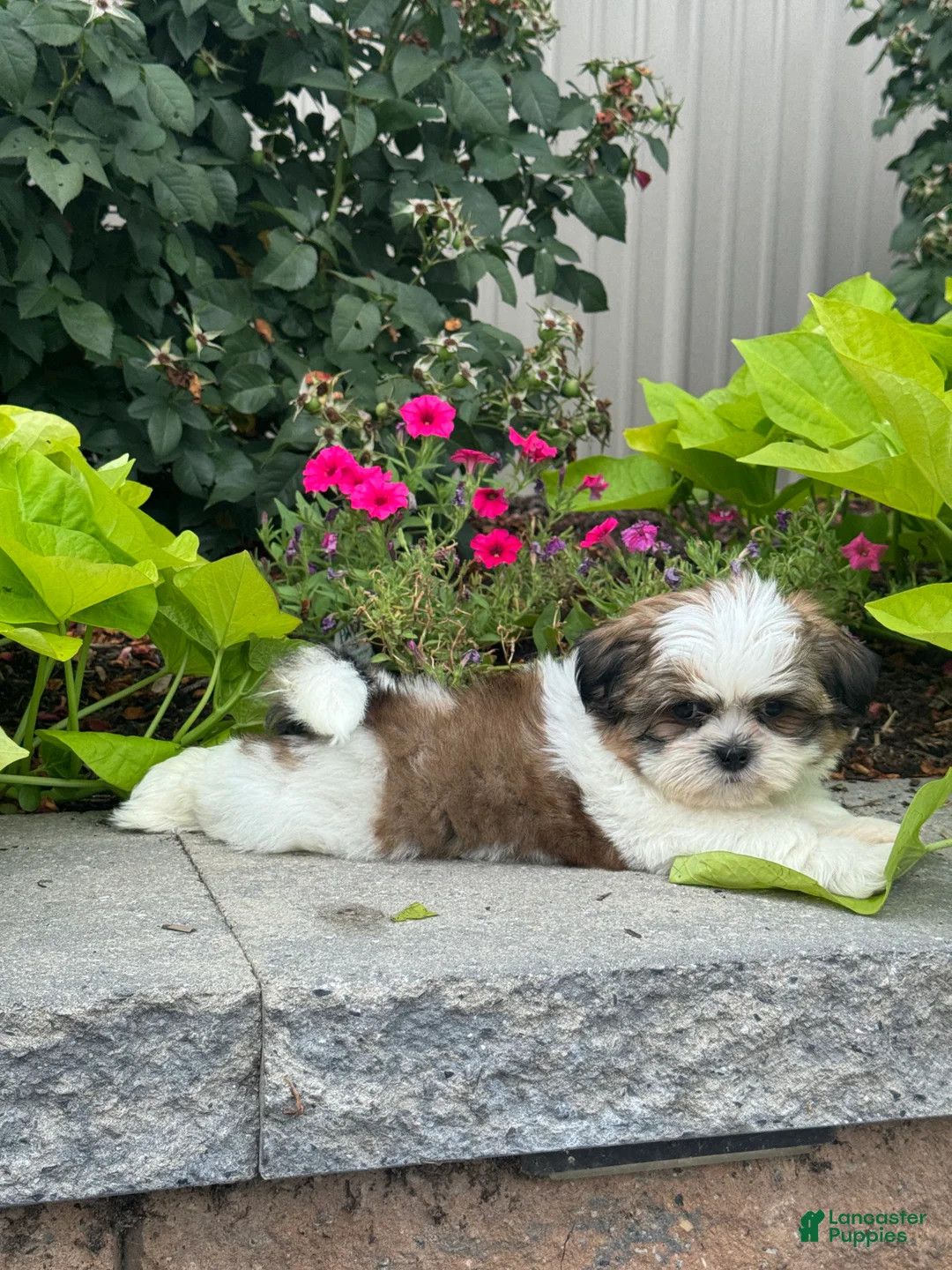 Shih Tzu dogs for sale: Shep - Ad 1