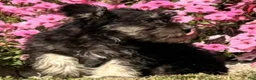 Miniature Schnauzer dogs for sale: Hailey - Ad 1