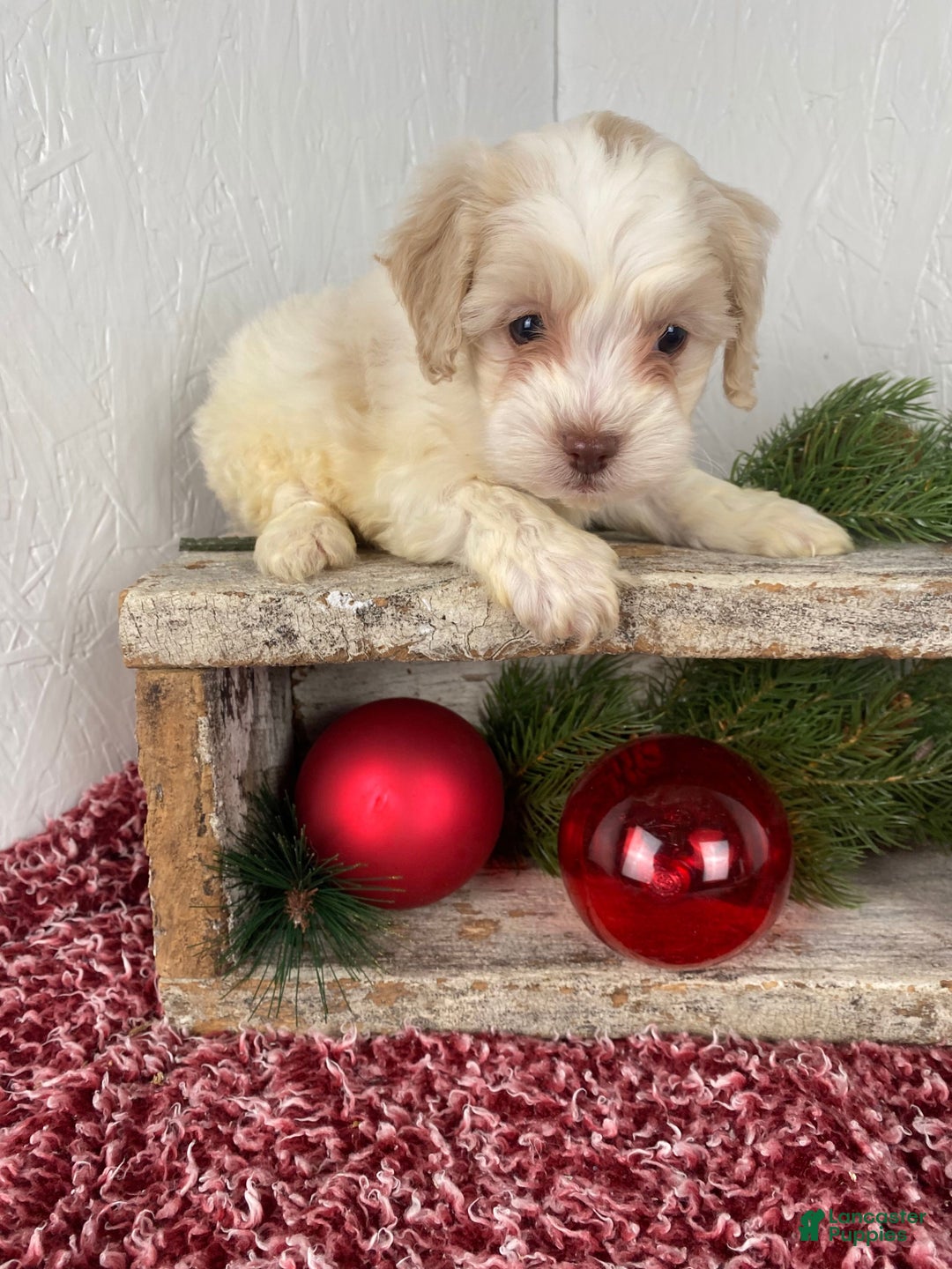 Cockapoo dogs for sale: Cooper - Ad 12