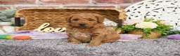 Mini Goldendoodle dogs for sale: Dora - Ad 18