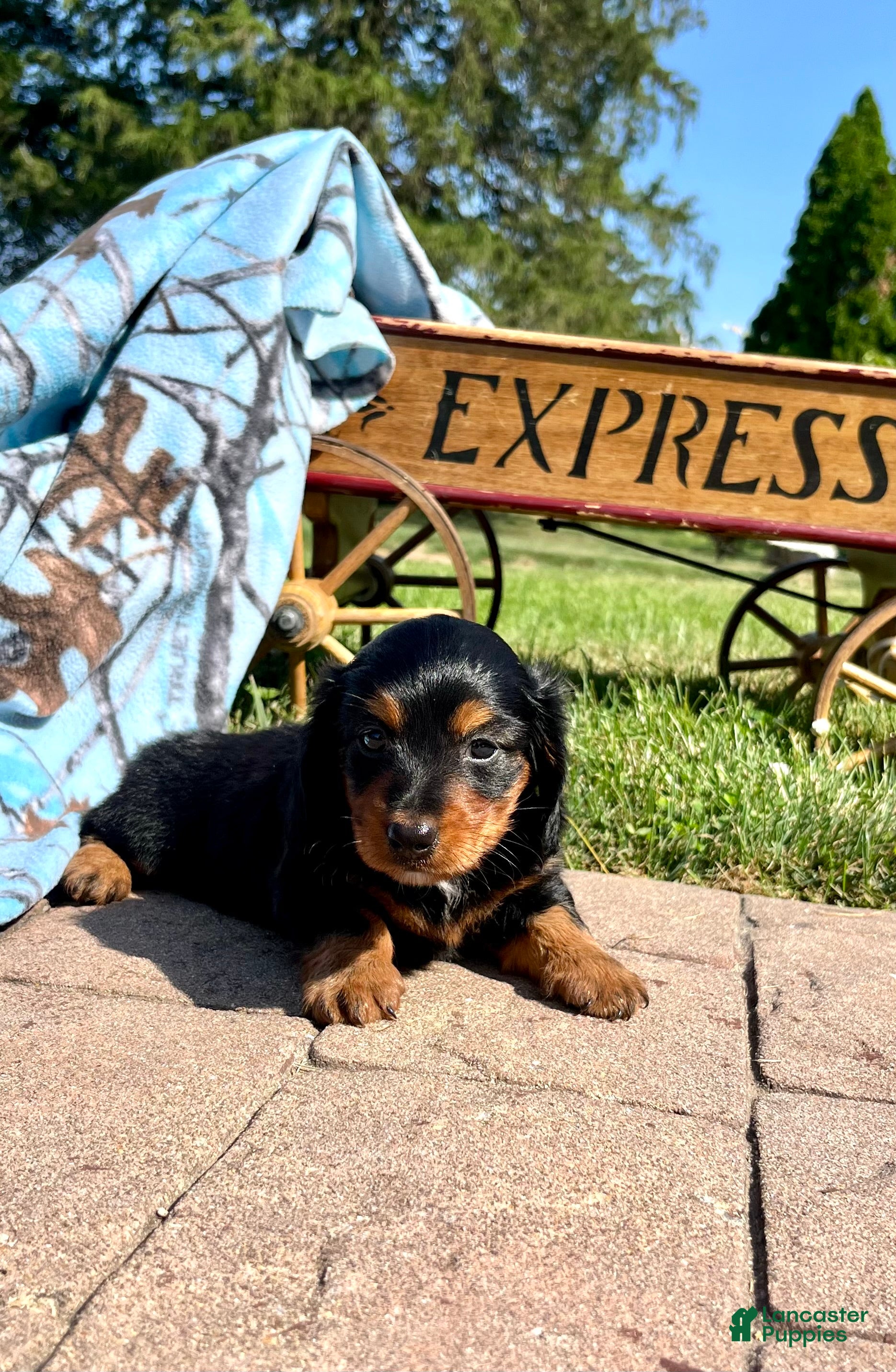 Dachshund dogs Rosie❤️LONG HAIR❤️AKC Registered🐾Text to schedule a playdate - Ad 1