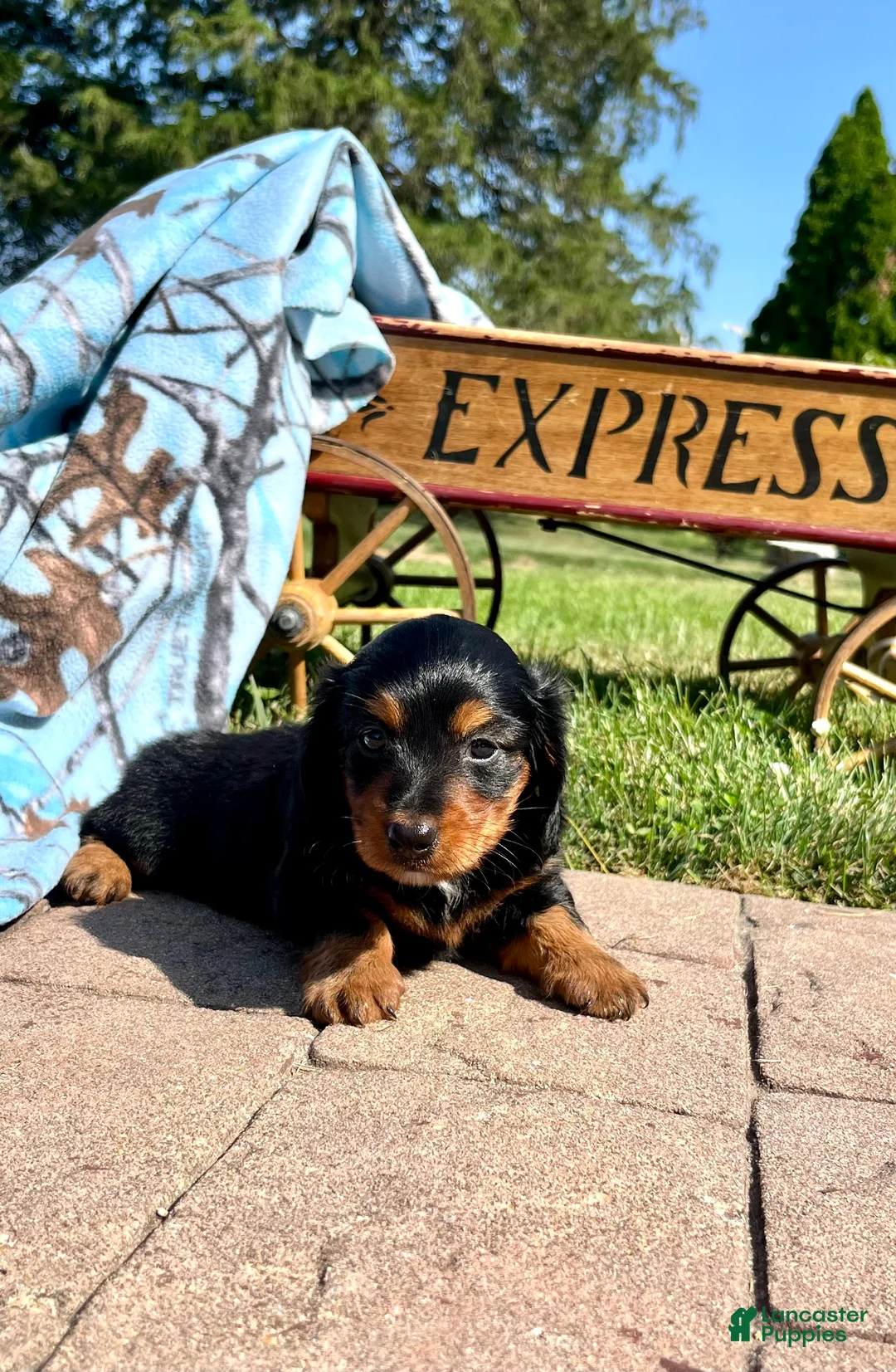 Dachshund dogs for sale: Rosie❤️LONG HAIR❤️AKC Registered🐾Text to schedule a playdate - Ad 1