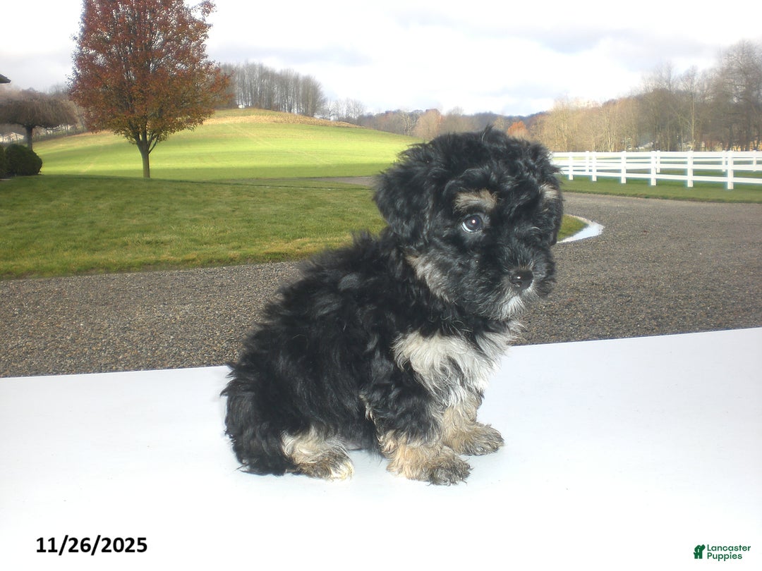 Yorkiepoo dogs for sale: Trent - Ad 11