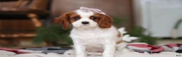Cavalier King Charles Spaniel dogs for sale: Ivy - Ad 2