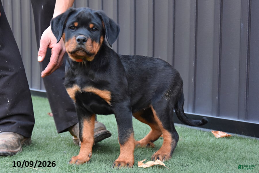 Rottweiler dogs Zoey - Ad 1