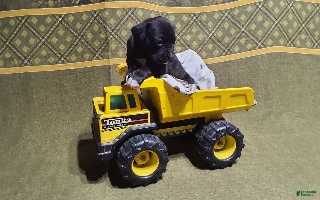 Boxer dogs for sale: Jip -AKC- - Ad 5