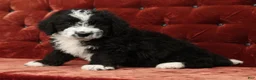 Mini Bernedoodle dogs for sale: Toby - Ad 8