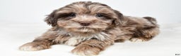 Shihpoo dogs for sale: Jordan - Ad 2