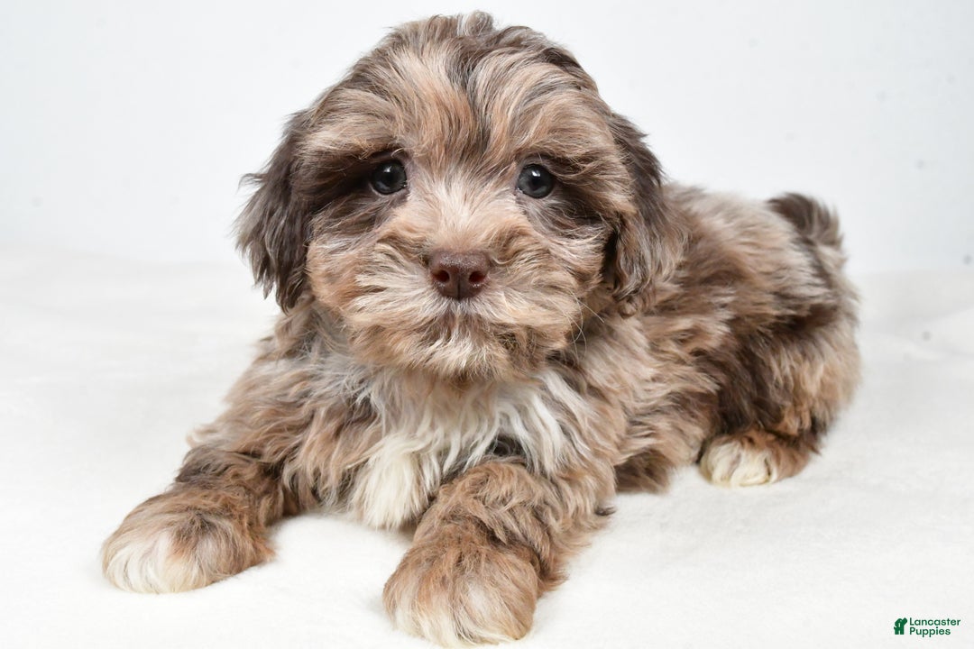 Shihpoo dogs for sale: Jordan - Ad 2
