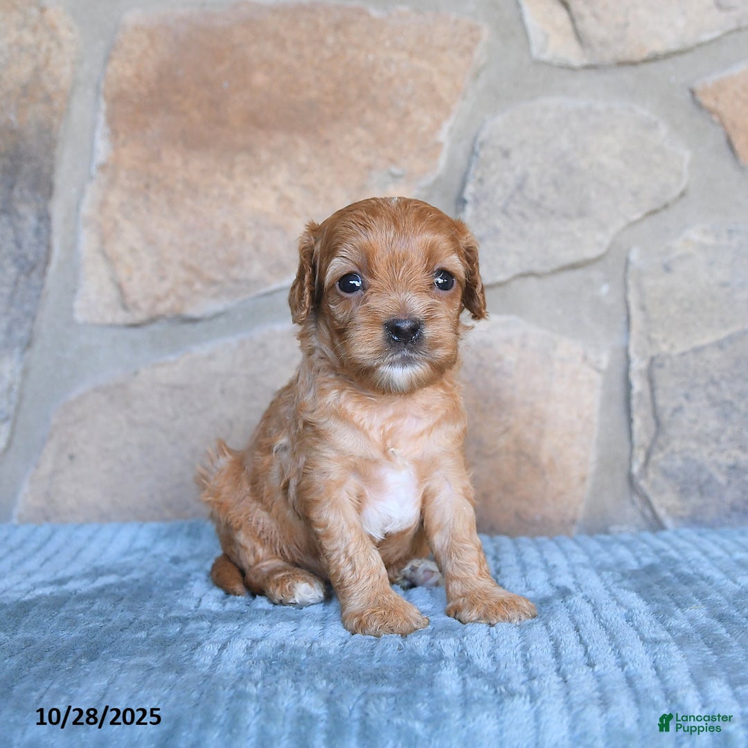 Cavapoo dogs for sale: Faye - Ad 8